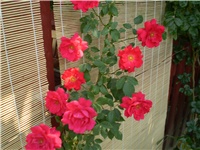f00cf7a5-Picture 2266.jpg